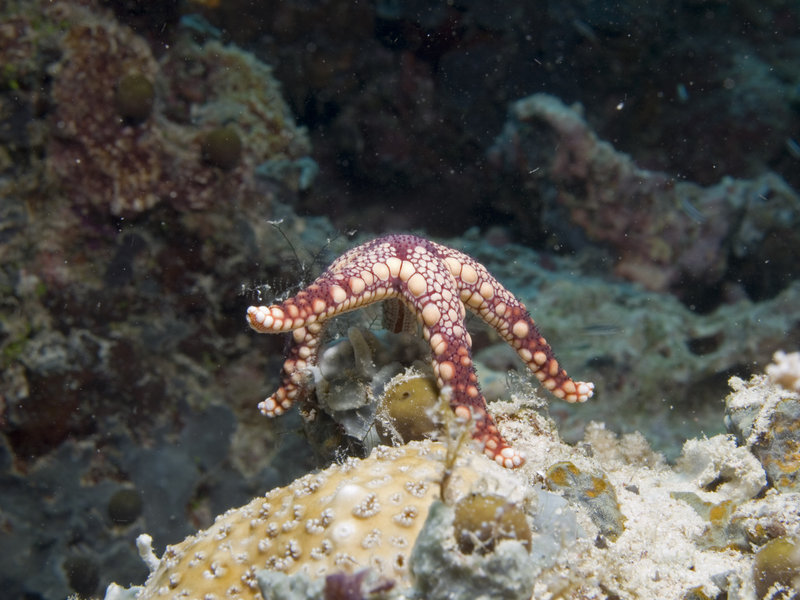 Starfish, Barracuda Point